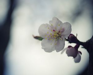 Превью обои цветок, белый, макро, размытие