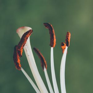 Превью обои цветок, белый, макро, пыльца, цветение
