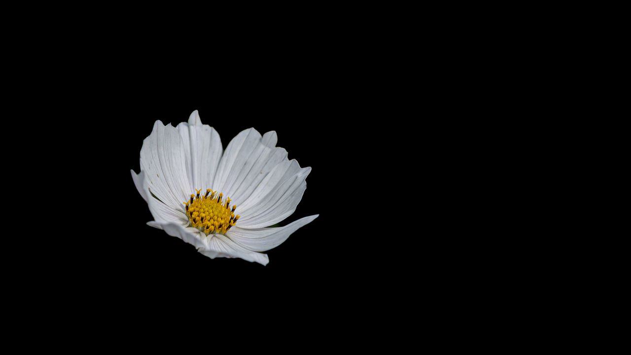 Обои цветок, белый, минимализм, черный фон