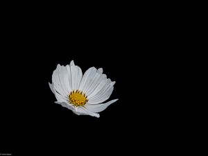 Превью обои цветок, белый, минимализм, черный фон