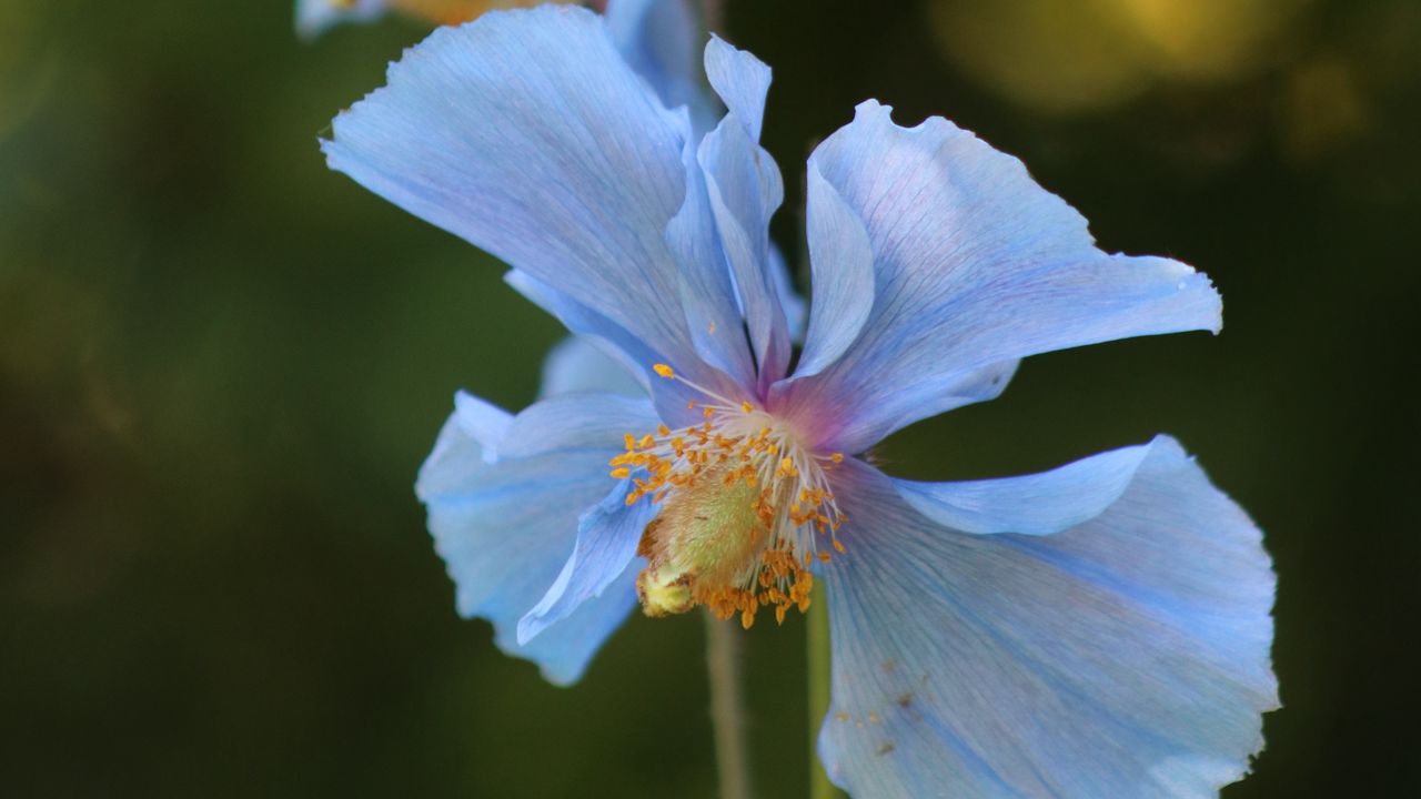 Обои цветок, блюр, растение, макро, голубой