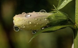 Превью обои цветок, бутон, капли, мокрый, макро