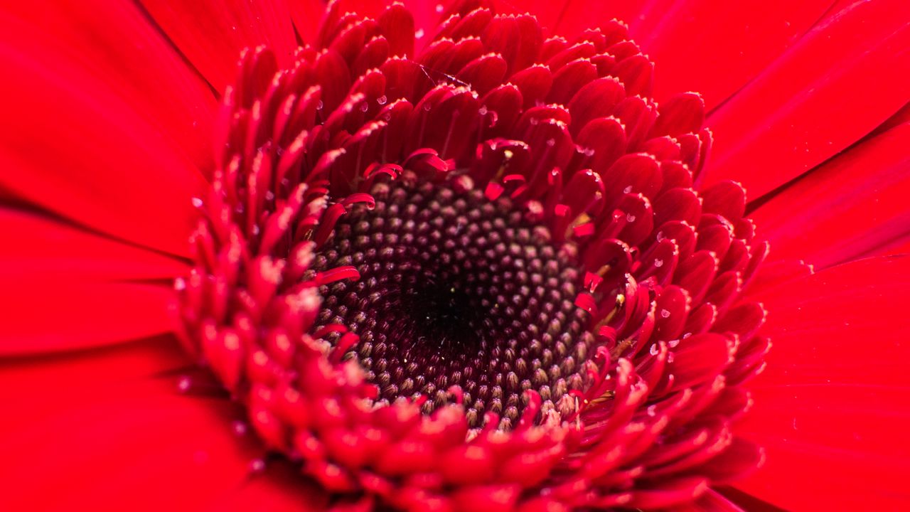 Обои цветок, бутон, красный, крупным планом, лепестки