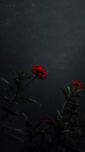 Превью обои цветок, бутон, красный, темный, стебель