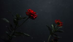 Превью обои цветок, бутон, красный, темный, стебель