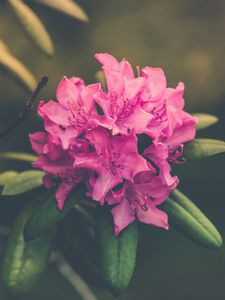 Превью обои цветок, бутон, лепестки, светлый