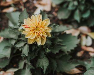 Превью обои цветок, бутон, лепестки, куст