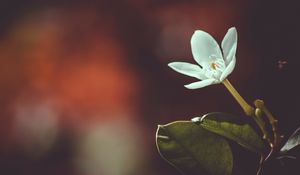 Превью обои цветок, бутон, лепестки, размытость