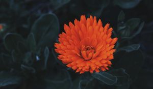 Превью обои цветок, бутон, лепестки, красный