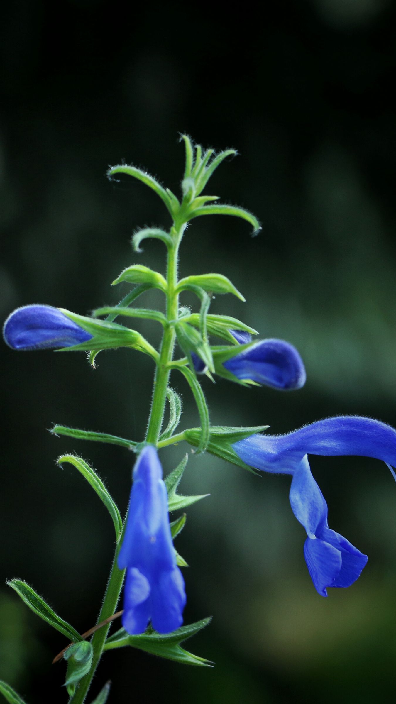 Blue bud blue. Цветок с синим бутоном. Специя синие бутончики цветки. Bud Blue.