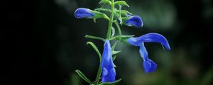 Превью обои цветок, бутоны, синий, темный фон