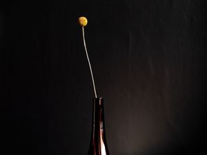 Превью обои цветок, бутылка, ваза, темный