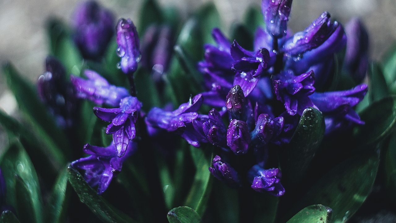 Обои цветок, фиолетовый, капли, растение, крупным планом