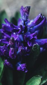 Превью обои цветок, фиолетовый, капли, растение, крупным планом