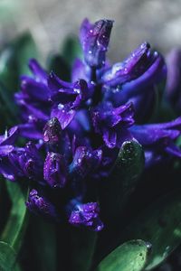 Превью обои цветок, фиолетовый, капли, растение, крупным планом