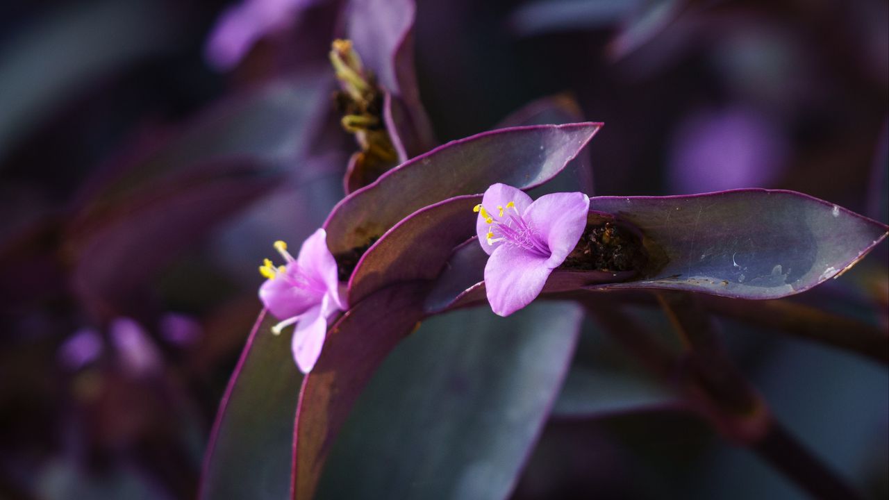 Обои цветок, фиолетовый, крупным планом, растение, макро