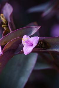 Превью обои цветок, фиолетовый, крупным планом, растение, макро