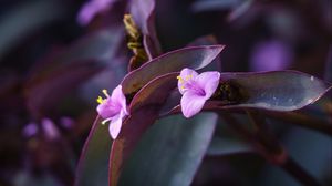 Превью обои цветок, фиолетовый, крупным планом, растение, макро