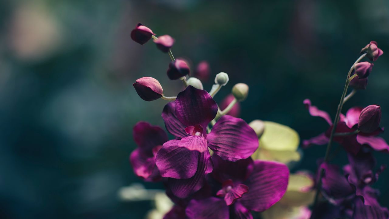 Обои цветок, фиолетовый, лепестки