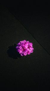 Превью обои цветок, фиолетовый, лепестки, вода