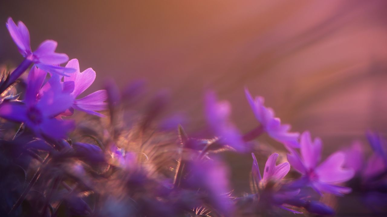Обои цветок, фиолетовый, лепесток, закат, поле, луг