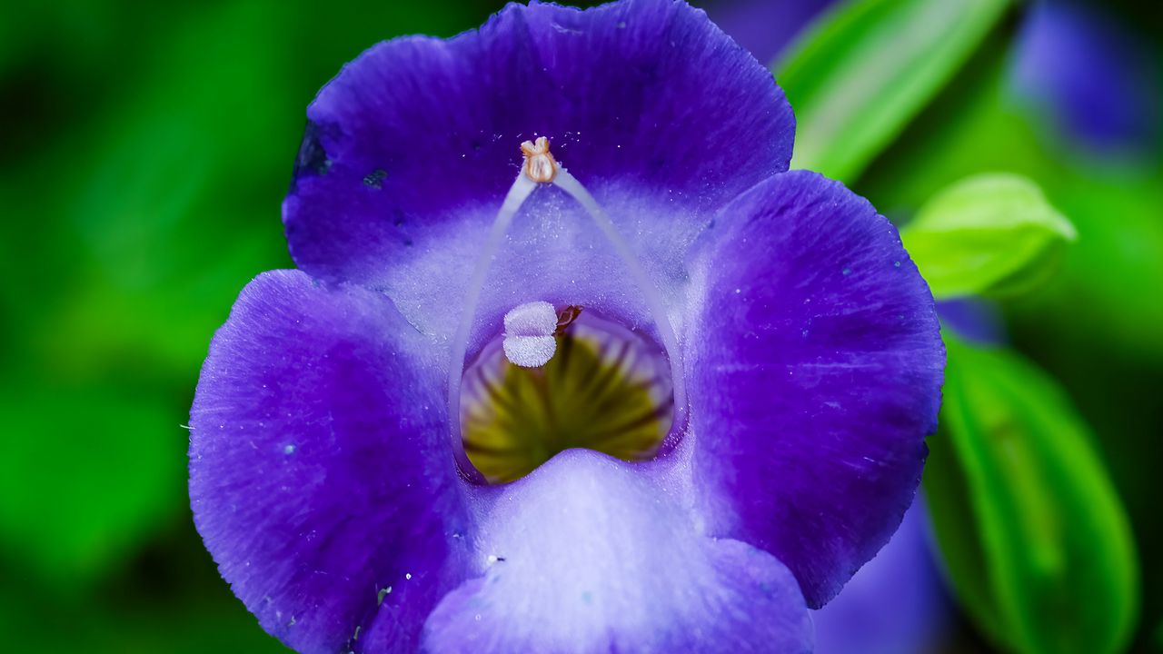 Обои цветок, фиолетовый, макро, крупным планом