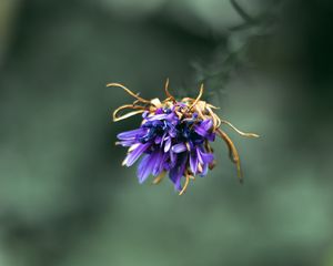 Превью обои цветок, фиолетовый, макро, лепестки, крупный план