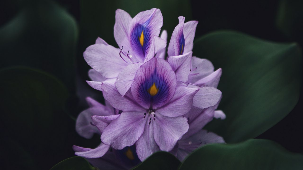 Обои цветок, фиолетовый, растение, цветение, макро