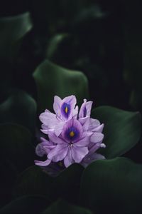 Превью обои цветок, фиолетовый, растение, цветение, макро