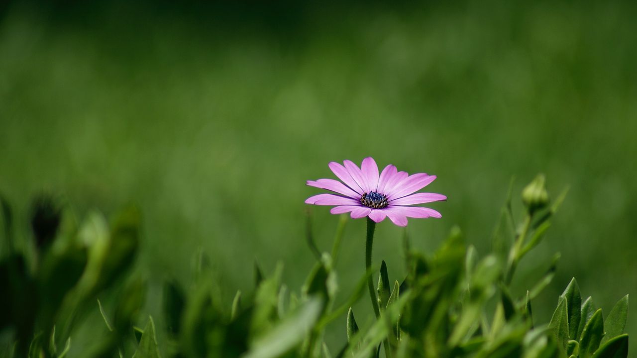 Обои цветок, фиолетовый, растение, трава