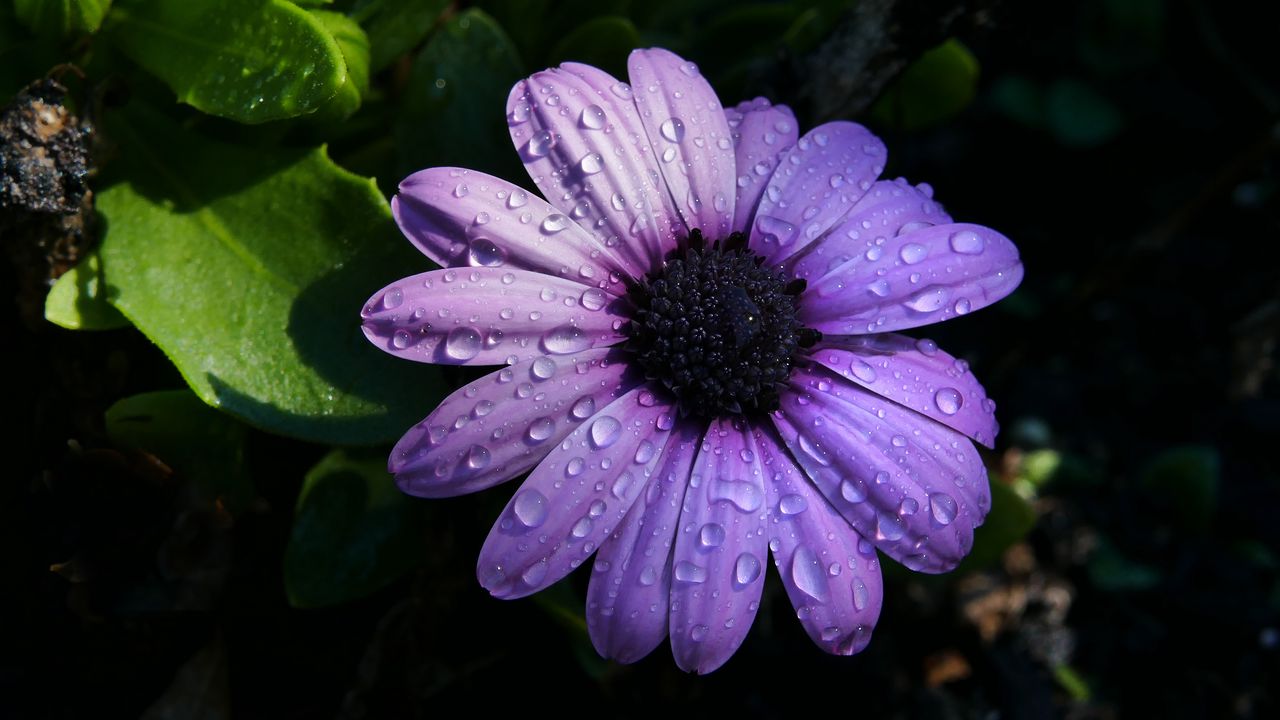 Обои цветок, фиолетовый, ромашка, лепестки