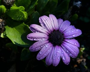 Превью обои цветок, фиолетовый, ромашка, лепестки