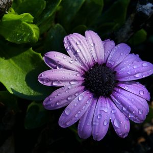 Превью обои цветок, фиолетовый, ромашка, лепестки