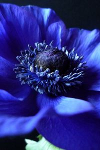 Превью обои цветок, фон, синий, темный, лепестки