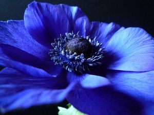 Превью обои цветок, фон, синий, темный, лепестки
