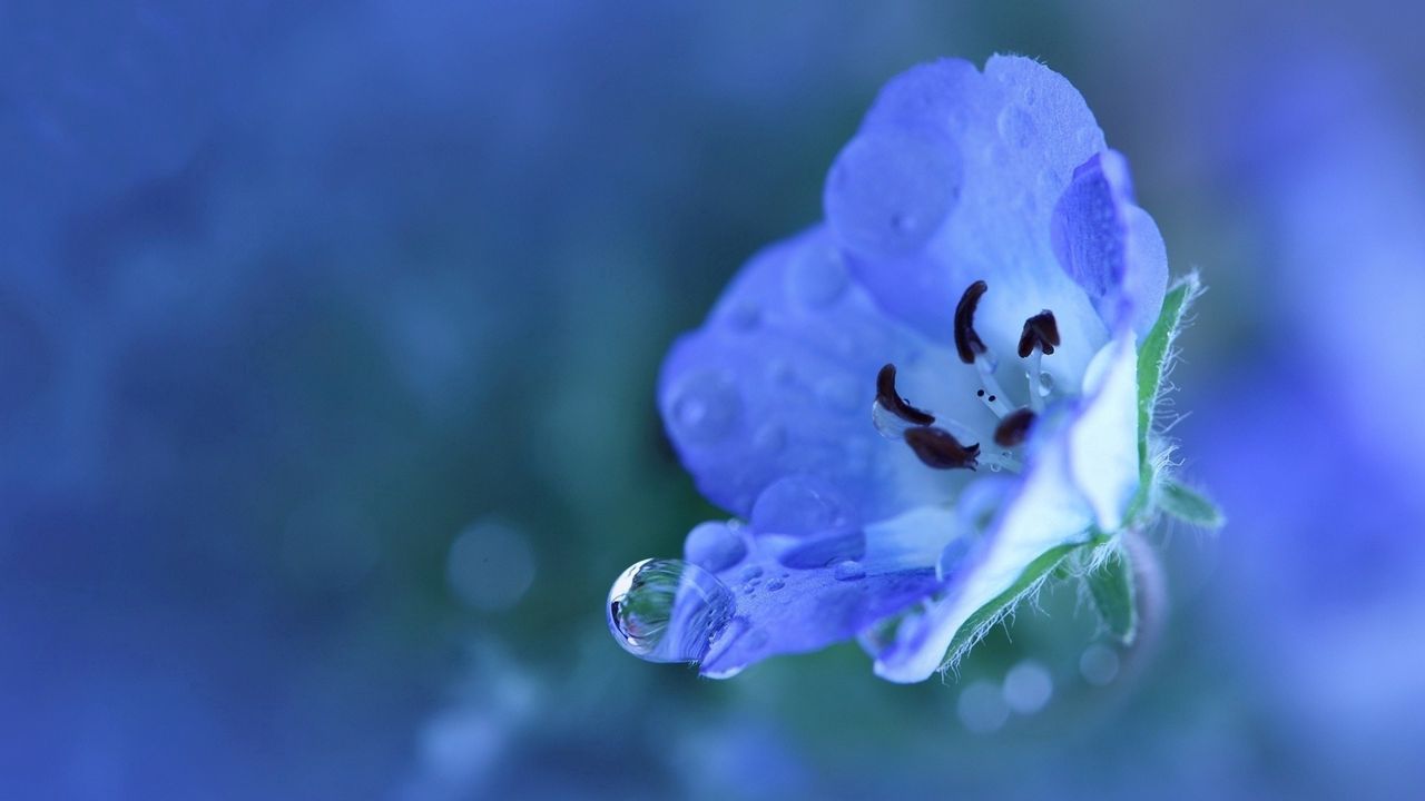 Обои цветок, голубой, капли, лепестки