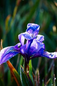 Превью обои цветок, ирис, природа, макро, капли