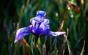 Превью обои цветок, ирис, природа, макро, капли