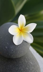 Превью обои цветок, камень, медитация, баланс