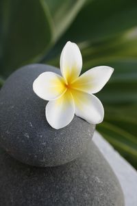 Превью обои цветок, камень, медитация, баланс