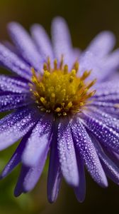 Превью обои цветок, капли, лепестки, макро, фиолетовый, блюр