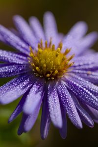 Превью обои цветок, капли, лепестки, макро, фиолетовый, блюр