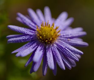 Превью обои цветок, капли, лепестки, макро, фиолетовый, блюр