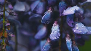 Превью обои цветок, капли, синий