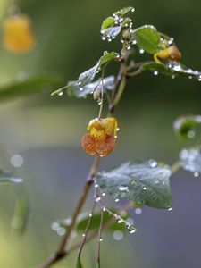 Превью обои цветок, капли, вода, ветка, листья, макро