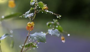 Превью обои цветок, капли, вода, ветка, листья, макро