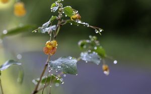 Превью обои цветок, капли, вода, ветка, листья, макро