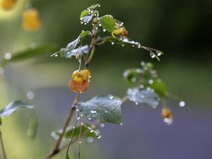 Превью обои цветок, капли, вода, ветка, листья, макро