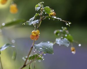 Превью обои цветок, капли, вода, ветка, листья, макро