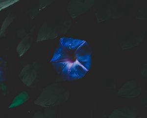 Превью обои цветок, космический, листва, темный